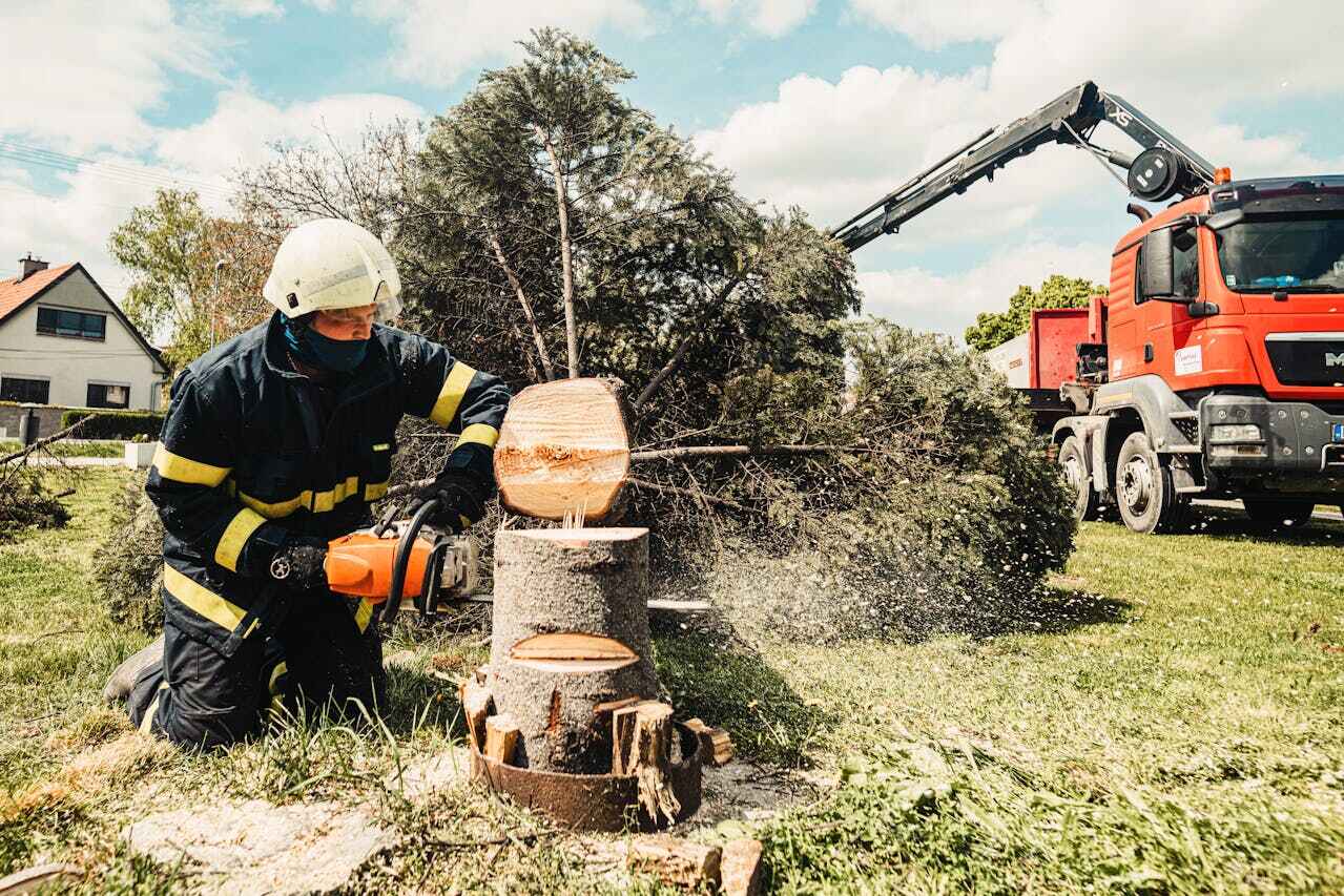 Best Commercial Tree Services  in USA